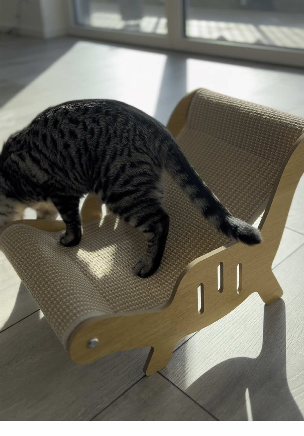 New Chair for my Bebiiiis 🐈🪑🤍 #fyp #catchair #cats #catmom #interior #temufinds 