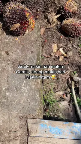 #xyzabc #petanikelpa🌴🌴🌴 #petaniindonesia🇮🇩🇮🇩🇮🇩🌿🌿 #petanimuda #pejuangrupiah #pekerjakeras #impianbosmuda #fyppppppppppppppppppppppp 