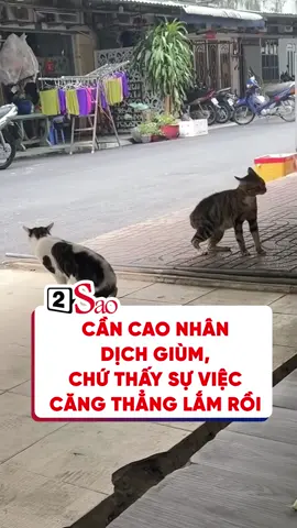 Cần cao nhân dịch giùm, chứ thấy sự việc căng thẳng lắm rồi #2sao #tiktokgiaitri
