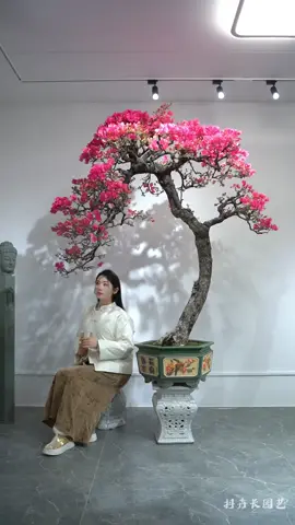 cái chậu nhình cái chậu thôi ae #hoagiayngusac #bonsai #phoigiaydep #caycanh #caycanhdep 