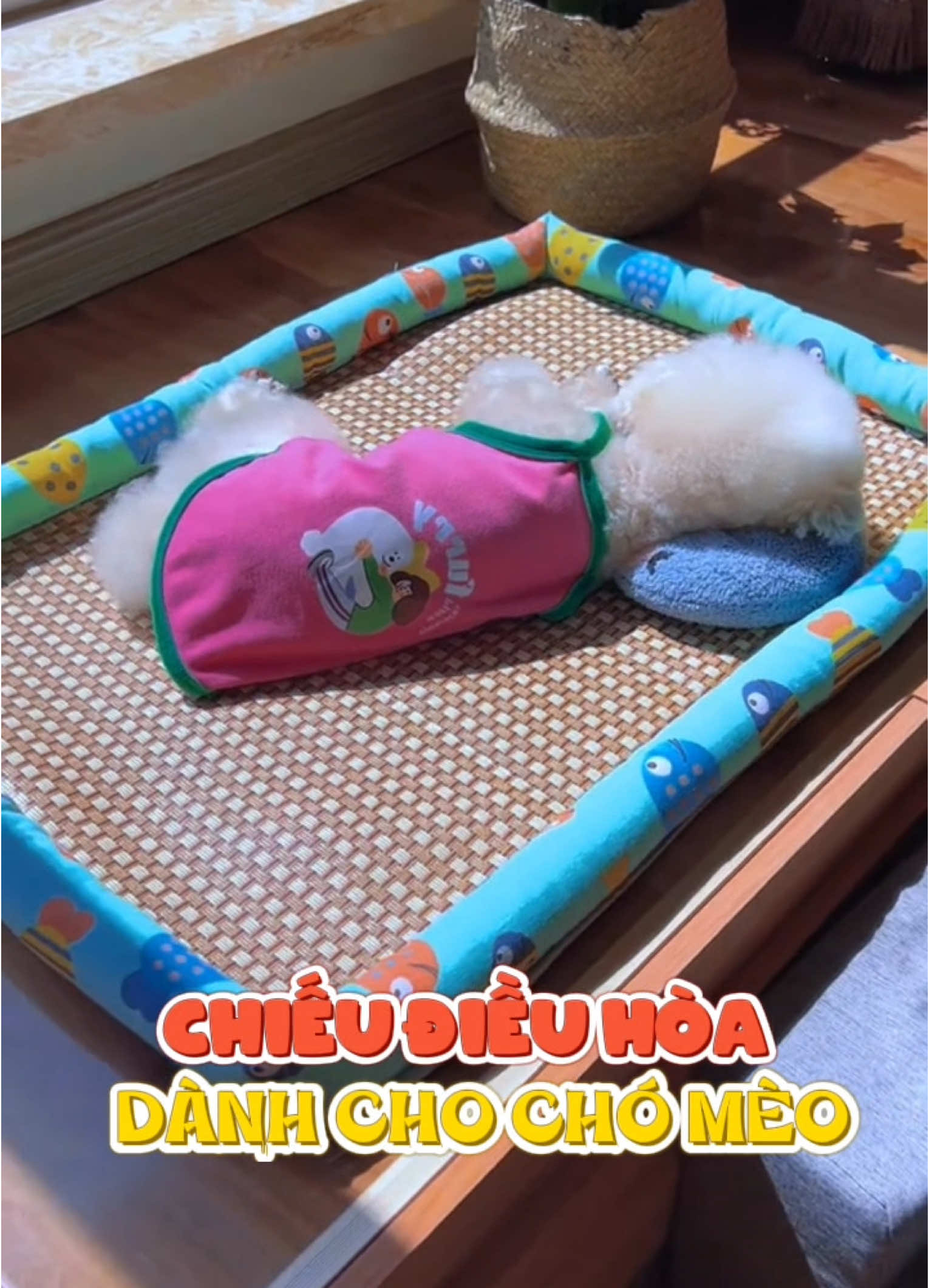 Chiếu điều hoà chống nóng cho chó mèo #cute #cutedog #puppy #puppylove #animals #dog #pet #fyp #chotrentiktok #thucung #chieudieuhoa 