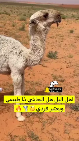 #نوادر_الحيران #الصياهد #نوادر_شبه_الجزيرة 🌪️🔥