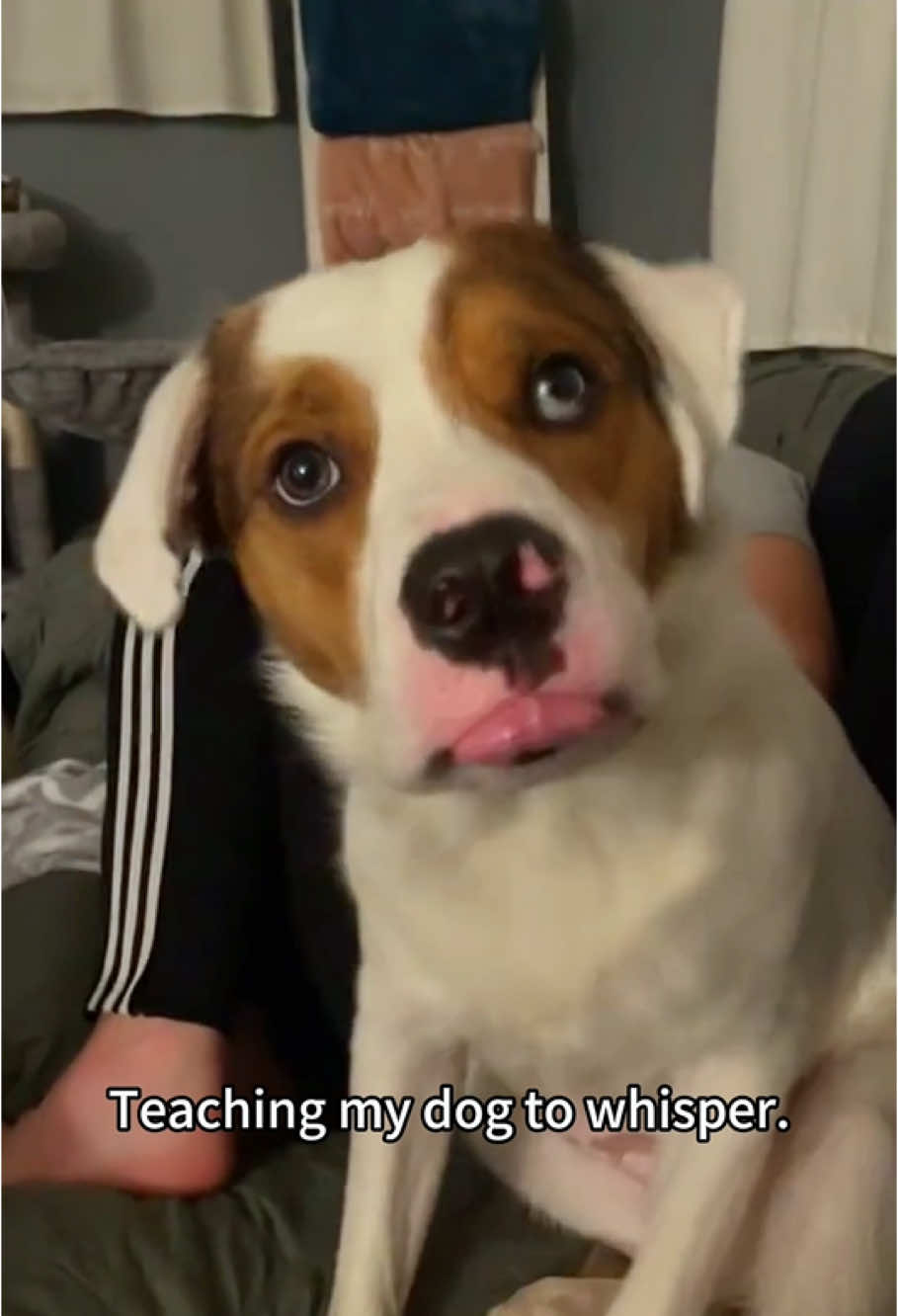 Dog can whisper#dog#funny#funnyanimals#funnypets#animals #dogsofttiktok #pet #foryou #longervideos