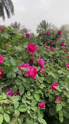 وردداتي🌸💗 #ورد #تصويري  #ريف #اكسبلور  #fyp 