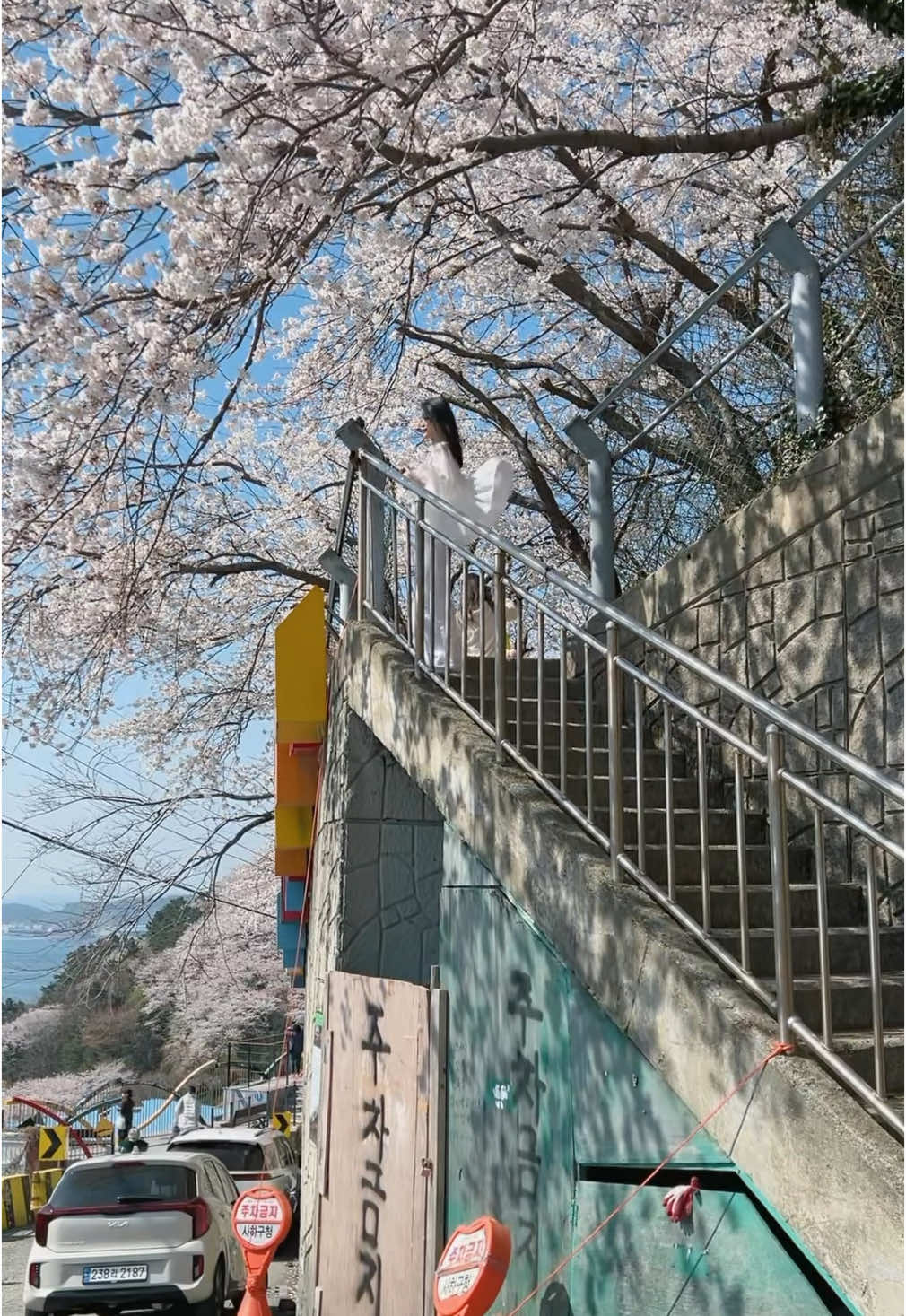 A hidden cherry blossom in Busan. 🫶🏻 #cherryblossom #gamcheonculturevillage #busan #korea 