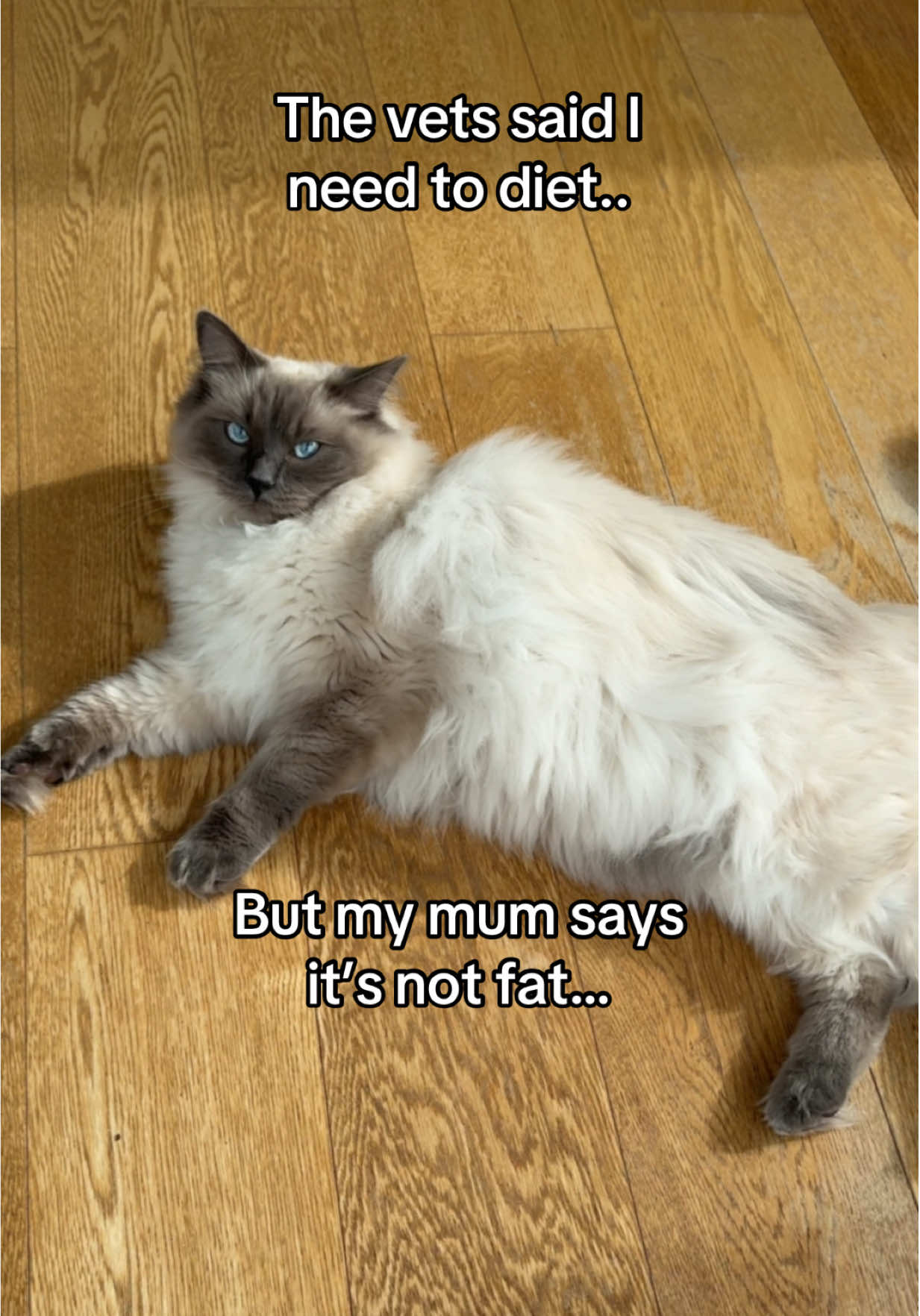 It’s fluff I swear, please don’t take the treats away 😿 #trendingcat #catsoftiktok #viralcatvideos #ragdollkitten 