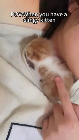 Clingy kitten#cat #cats #cutecat #catlover #catsoftiktok #fyp #fypシ #funny #funnycat #foryou #foryoupage #funnyvideos #funnyanimals #funnytiktok #kitty#clingypet #clingycat 