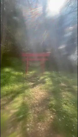 此処に来るだけで心が落ち着くってやっぱり神様の力なのかな。 #fypシ゚ #fyp  #儚い #鳥居 #自然 #雰囲気 #japan #おすすめ 