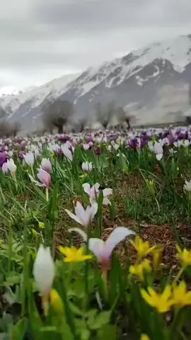 Yol bu  yürünür,  Saygısını yitirmemiş her insanla,  Yürünecek bir yolumuz var...!!  Hatasız insan zaten yok,,,  Bize mahcubiyet lazım,  Doğru insan yanındada, ardındada,  Aynı olandır,..  Yolumuz kıymet bilen insanlara köprü olsun..##keşfetteyizzz##tiktok##keşfetteyizzz##