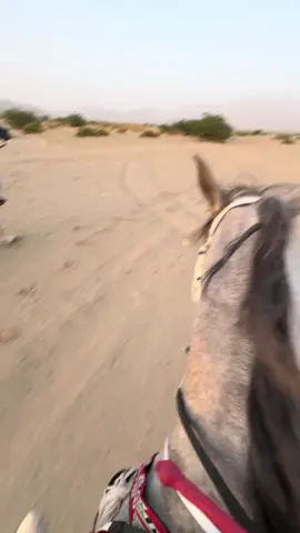 ابو نااصر بالمقدمه😜✋🏻#خيل_عربي_اصيل #ماشاءالله_تبارك_الله #خيل_وخياله🐎 #الشعب_الصيني_ماله_حل😂😂 #اكسبلورexplore #مالي_خلق_احط_هاشتاقات🧢 #الوادي_الاخضر #عشيري 