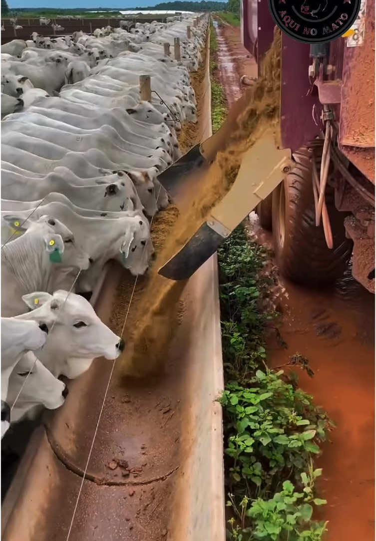 Bom dia piazada! 🤠🐂 . #agro #agropecuaria #agronomia #vidanocampo #roça #fazenda #pecuaria #cavalo #boi #Nelore #gado #guzerá #sindi #recria #gadodecorte #gadoleitero #confinamiento #comitiva 