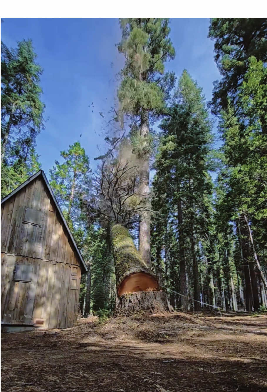 Hardcore Tree Cutting #satisfying #fyp #giant #oddlysatisfying #teework #asmr 