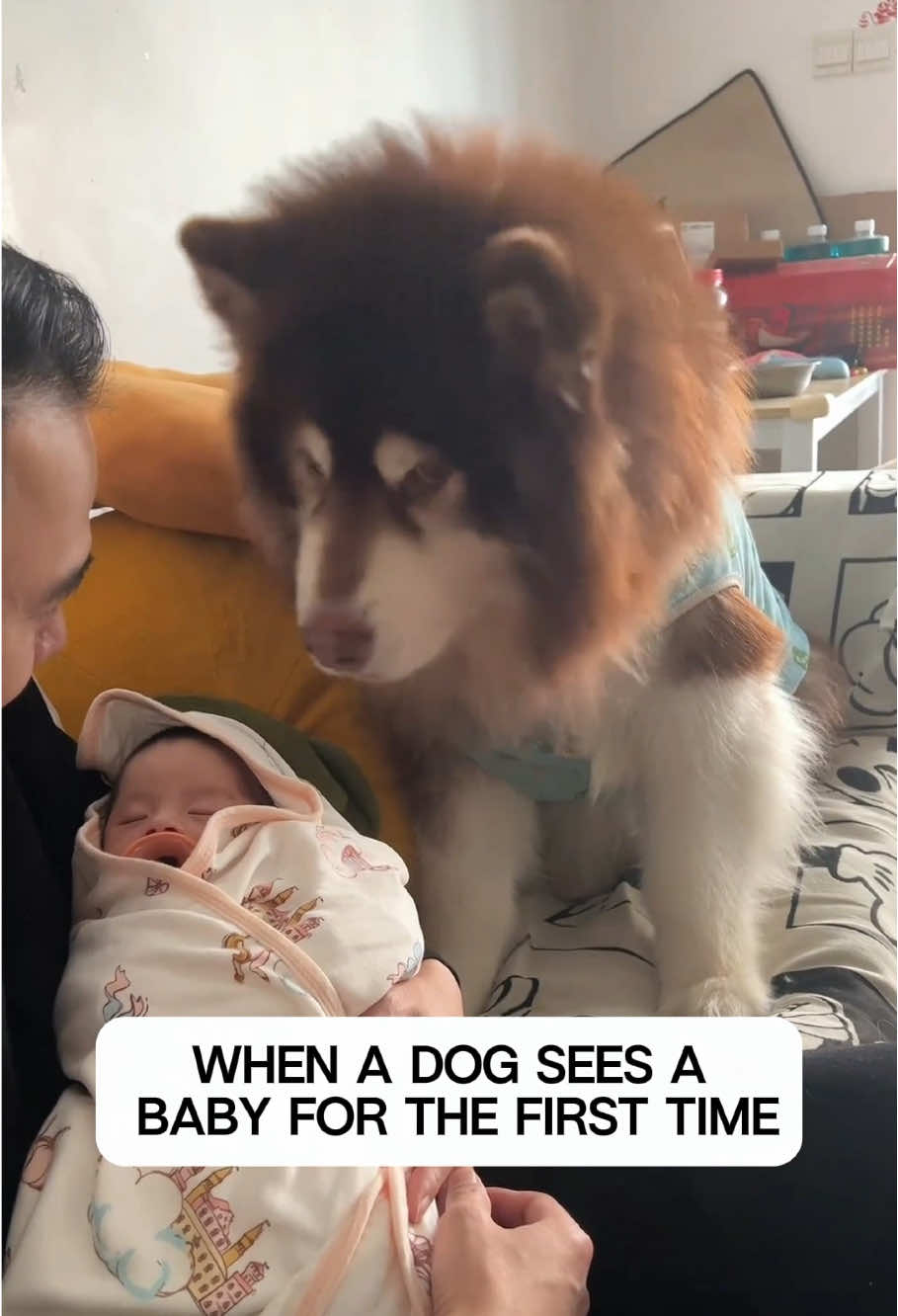 Dog and baby meet for the first time#fyp#dog#funnydog#doglover#dogsoftiktok 