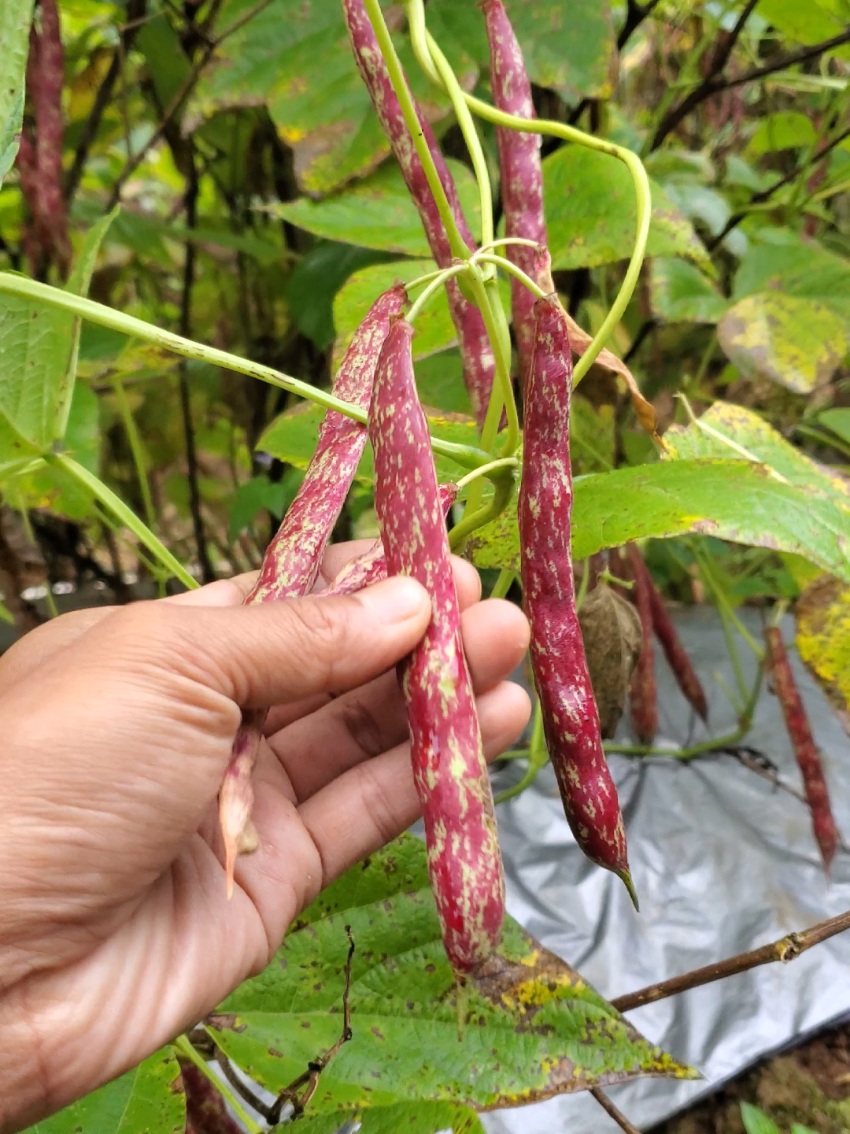 kacang merah ini di tanam pada lahan bekas cabe. #farming #organik #kebunrumah #berkebun #gardening #tanamanviral #tanaman #petanimuda #pekaranganrumah 