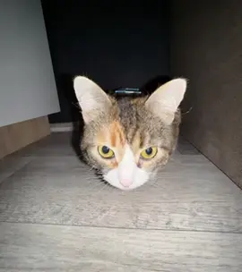 #рекомендации #fyp 