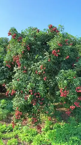 #लिची #tiktoknepal🇳🇵 #viralvideo  #गाउले_जिवन 🙏💕