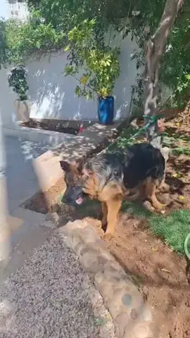 #souhaivegas#universcaninsaintlouis 