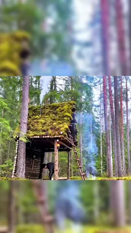 #PrimitiveBuilding #OffGridLife #WildernessDIY #SoloBuild #SurvivalCraft #NatureVibes #CabinLife