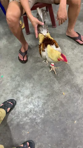 Không biết em nó là siêu phẩm hay là thực phẩm đây!!!Nhìn thấy cưng quá chuẩn bị vào sân C3 nhe❤️❤️❤️❤️#traigakhanhcholach 