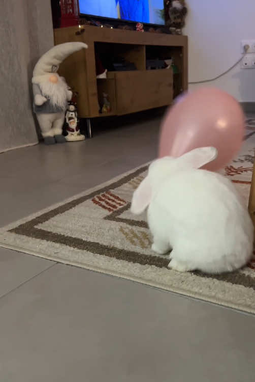 Rabbits like playing with balls.#rabbit #cutebaby 