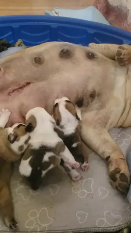 #milkdrunk #milk #babiesoftiktok #englishbulldog #foryoupageofficiall 