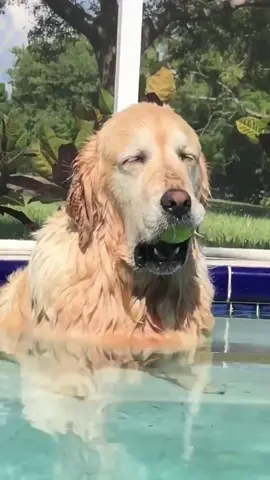 Tired dog#dog #dogsoftiktok #fyp #tiktok #pet #funnyanimals 