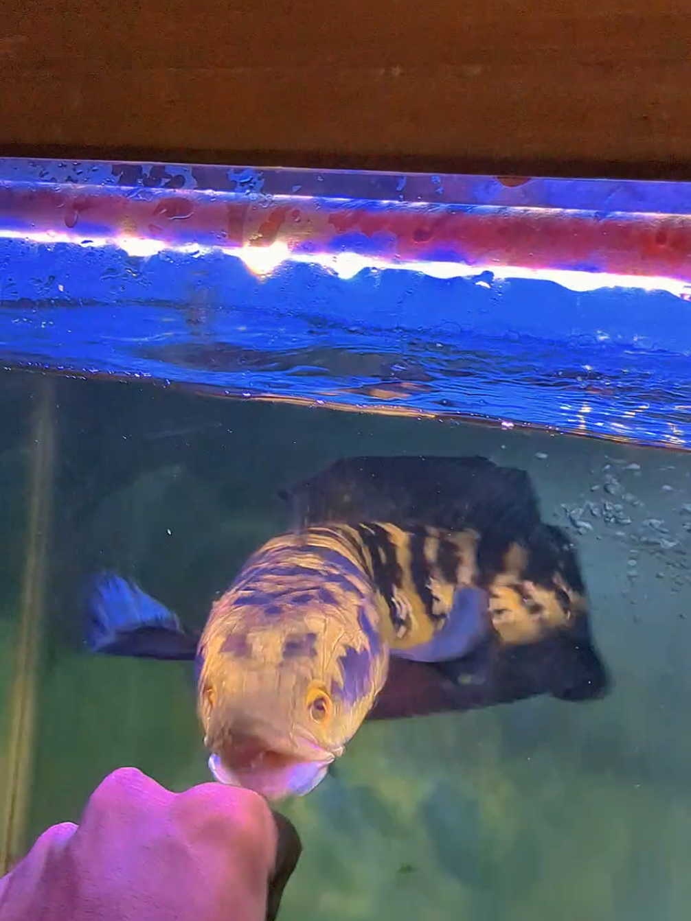 😮😮😮#chanamaru #chanaindonesia #chana #chanamarulioides #fypシ #viral #fyp #foryourpage 