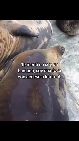 #fyp #foca #core #lobomarino #humor #callmemaybe 