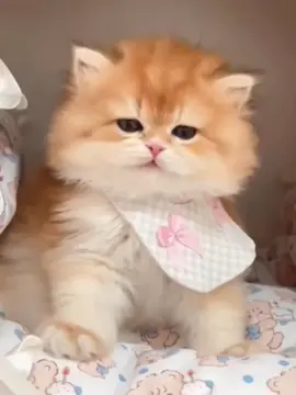 #cutecat #foryoupage #cuteanimals #kitty #funnycat 