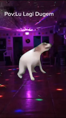 gatau mau caption apa#meme#anjing#fyp