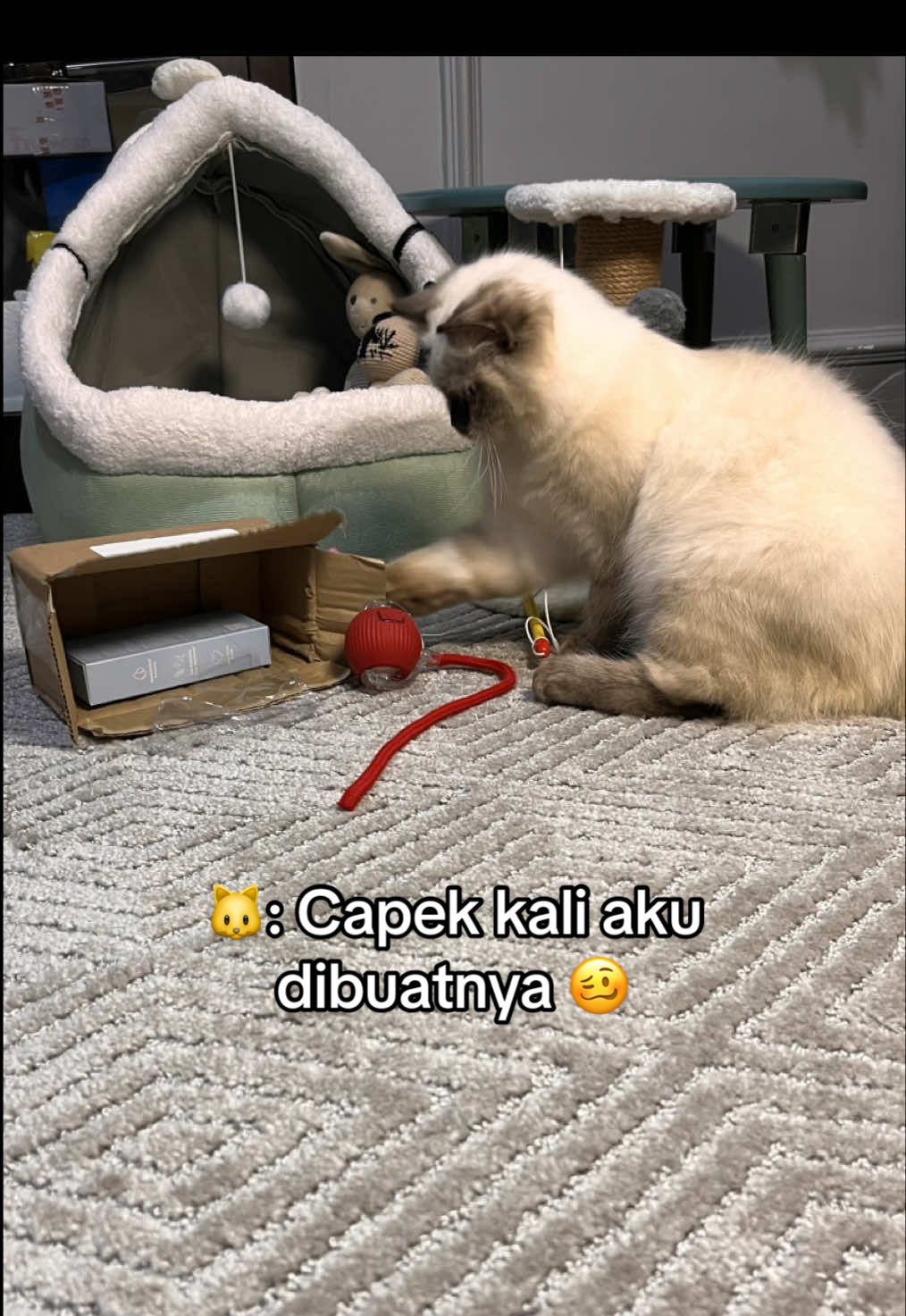 Asik sendiri sampai ngos ngos an 😝😂 #cemong #cemongliantana #kucinglucu #catsoftiktok #kucingasikmain #kucinggemoy #kucingimut #mainankucing #mainankucingelektrik #mainankucingekorbergerak #niumo_official #mainanhewanpeliharaan #mainanbolabergerak 