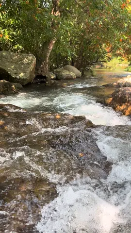 Mùa hoa Trang rừng 