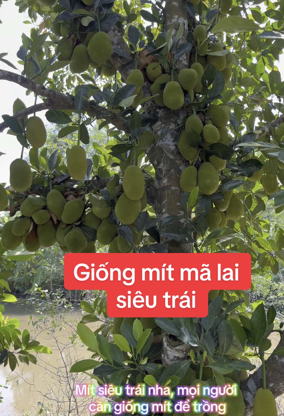 Mít mã lai siêu trái, cần giống xin liên hệ riêng #lamvuon #lamnong #caymit #trongtrot #lamvuon #xuhuong 