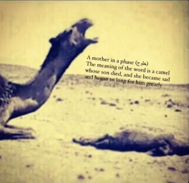 In the picture, we see a camel crying out in agony, mourning her baby lying lifeless in front of her. This camel is called a “Khalooj” — a mother who has lost her calf, and now longs for him with deep sorrow. She cries and calls out to him, standing over his body as if waiting for his return, even though she knows he won’t come back. The Khalooj cannot accept the loss. She spends days mourning, refusing to eat or sleep — as if grief is part of her nature.      #خلوج #fyp #foryou #4u #اكسبلورexplore 