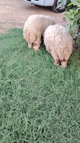 طليان فحله ٢ المكان الرمادي شرط النصاحه ع كل عيب يرهمن اضحيه مال نذر اكاصبه #بيع #الحربي_لبيع_وشراء_الاغنام #طليان #سوق_مواشي_التاجي #مواشي #طليان @الحربي لبـيع وشراء الاغنام @العجيل لبيع وشراء الاغنام 🐏📸 @بيع وشراء الاغنام والماعز @بيع وشراء الاغنام في الغربيه #بيع_الاغنام @عبدالله الطيب 2 