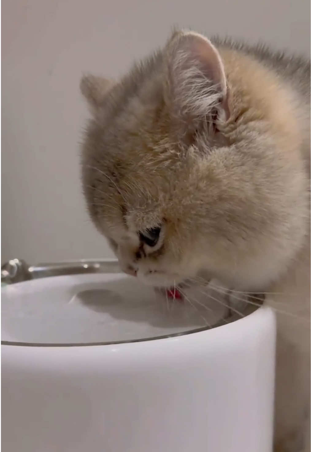 She’s just drinking water… but why does it heal my soul?🥹 #cat #pets #meow #cutecat #catlover #asmr 