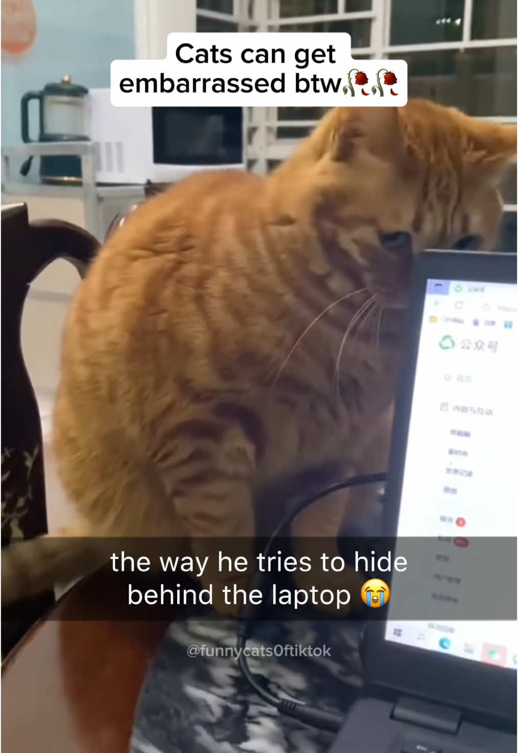 Part 75 | Cats get embarrassed! 😭 Funny cat videos #funnycats #funnyanimals #funnypets 