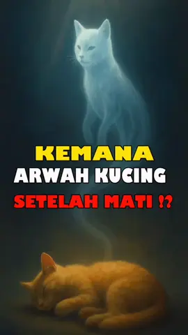 ini jawabannya kemana arwah kucing setelah mati#kucing #kucinglucu #kucingtiktok #arwah #viraltiktok #kisahislami #fyppppppppppppppppppppppp 