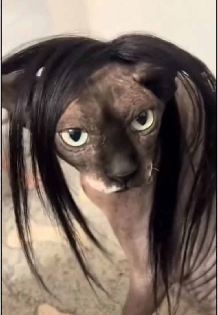 Funny cats compilation 🐱.                   #animal #funnyvideos #funny #funnyanimals #cat 