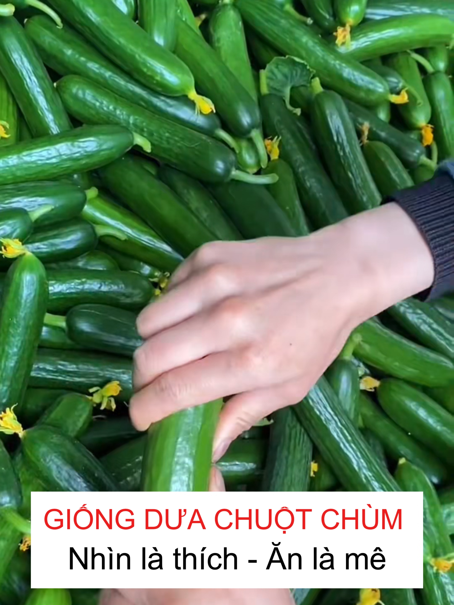 Hạt giống Dưa Chuột Chùm - Ăn giòn ngọt, dễ trồng và cực kỳ sai quả, thu hoạch quanh năm #hatgionghoavn #hatgiong #duachuot