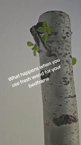 The posts were cut in winter it's now April and they are doing what they would naturally be doing outside 💚 #trees #aspen #naturalfuniture #sprouts 