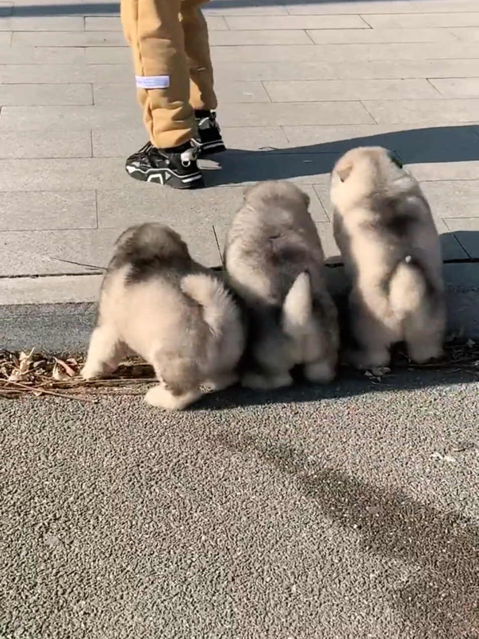 #xuhuong #trend #fyp #dog #cutedog #dogsoftiktok #funny #viral 