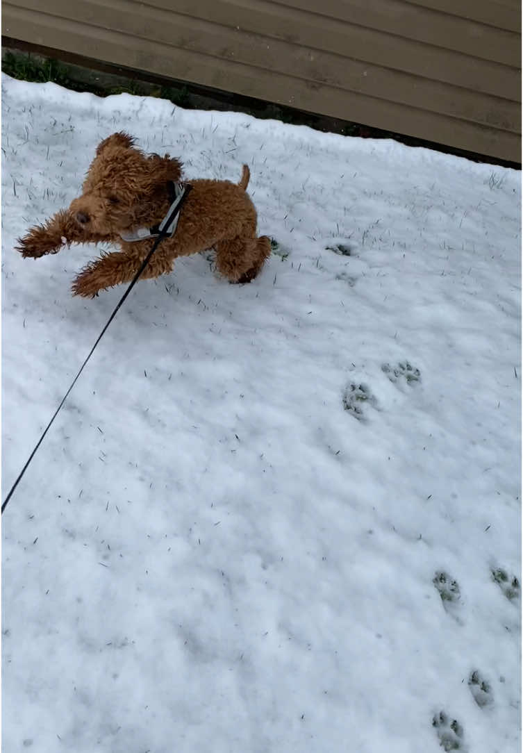 He loves the snow #perritos #puppy #cavapoopuppy #cavapoo #dogs #puppiesoftiktok #cutepuppy #dogsoftiktok #poodle #cavalierkingcharlesspaniel #snowyday #snow #frozen #puppyplaytime #cavapoosoftiktok #happytails 