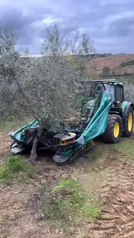 Con esta increíble máquina se recogen millones de olivas cada año. Extiende sus brazos y vibra con fuerza a más de 8,000 revoluciones por minuto, haciendo que las olivas caigan en segundos sin dañar el árbol. Gracias a esta tecnología, la recolección es rapidísima y súper eficiente, permitiendo trabajar cientos de olivos en un solo día. ¿Conocías este sistema tan brutal? Yeah. #TecnologíaAgrícola #CosechaEficiente #MáquinasIncreíbles #OlivasExpress #CuriosidadesDelCampo #InnovaciónRural #YeahRecolección #datoraro #extradato  Disclaimer: This information is taken from the internet which may or may not be true we do not want to spread any fake news. The content provided by this channel is meant for EDUCATIONAL PURPOSE only. Copyright Disclaimer:- Under section 107 of copyright Act 1976, allowance is made for FAIR USE for purpose such a criticism, comment, news reporting, teaching, scholarship and research. Fair use is as permitted by copyright statues that might otherwise be infringing. Non-profit, educational or personal use tips the balance in favor of FAIR USE.
