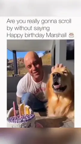 Funny and cute dogs compilation 🤣 #funnydog #funnypet #cutedog #dogoftiktok #doglover #dog 