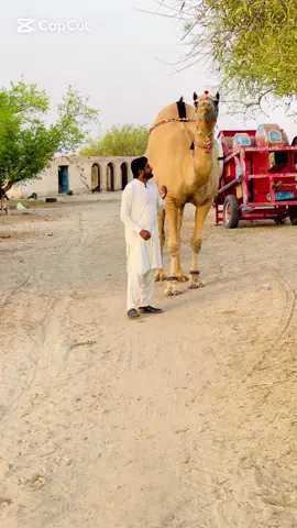 قربانی کے لئے تیار الحمدللہ🥰❤️ #awaislashari9 #awaislasharivlogs 