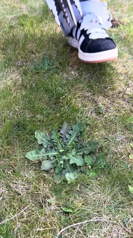 You know your getting old when you find weed pulling satisfying #gardening #satisfying #weedpull #weedsingarden #gardening #weeding 
