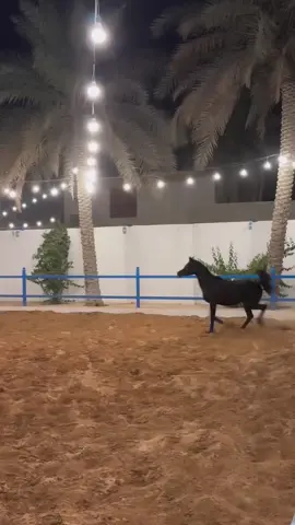 ماشاءالله تبارك الله الله يطرح فيها البركه 🖤😍 . . . #الفرس #الجميله #الدهماء #اسطبل #مربط #يوناني #خيل_وخياله🐎 #مربط_مرتضى💙 