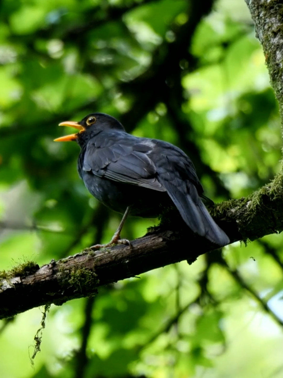 Name a better sound than a blackbird in full song on a perfect April morning. That liquid gold pouring through the spring air, each phrase different from the last. While most birds repeat the same notes, blackbirds improvise like jazz musicians—never the same performance twice. Listen closely, and you might hear them mimicking other birds, even car alarms or phone ringtones they've picked up. This male is claiming his territory and trying to impress a mate, but he's giving us something far more valuable—a moment of pure presence. Medieval poets called the blackbird's song the cure for winter's silence. Standing still to catch every note feels like the most important thing you could possibly be doing. What's your favourite bird song? And have you noticed blackbirds singing more boldly as the days lengthen? #birdfact #birdsong #blackbird #britishwildlife #springmorning #dawnchorus #naturehealing #mindfulmoments #birds #wildlife #spring #fyp 