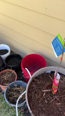 Portable shower/ plant waterer